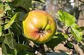 Apple Pays dIsère, Malus domestica Pays dIsère, fruit
