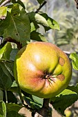 Apple Pays dIsère, Malus domestica Pays dIsère, fruit