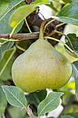 Pear Catillac, Pyrus communis Catillac, fruit
