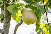 Pear Fruité, Pyrus communis Fruité, fruit