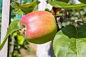 Apple Rambour Papeleu, Malus domestica Rambour Papeleu, fruit