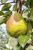 Apple Précoce de Trévoux, Pyrus communis Précoce de Trévoux, fruit