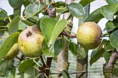 Pear Gros Gris, Pyrus communis Gros Gris, fruits