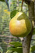 Pear Triomphe de Vienne, Pyrus communis Triomphe de Vienne, fruit