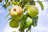 Pear Triomphe de Vienne, Pyrus communis Triomphe de Vienne, fruits