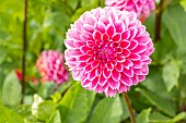 Pompon dahlia, Dahlia Sandra, flowers