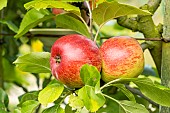 Apple Colapuy, Malus domestica Colapuy, fruit