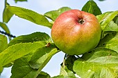 Apple Calville dAngleterre, Malus domestica Calville dAngleterre, fruit