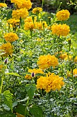 African Marigold, Tagetes erecta Tall Sierra Yellow, flowers