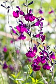 Sage, Salvia microphylla Papillon de Nuit, flowers