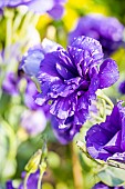 Texas Bluebell, Eustoma grandiflorum Double Echo Blue, flowers