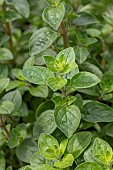 Marjoram (Origanum majorana)