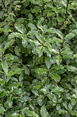 Pittosporum tenuifolium foliage in winter