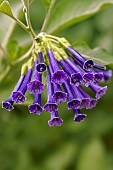 Iochroma (Iochroma cyaneum) Royal Blue flowers