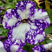 Petunia Night Sky