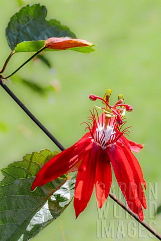 Perfumed_passionflower_Passiflora_vitifolia