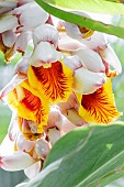 Shell ginger (Alpinia zerumbet)