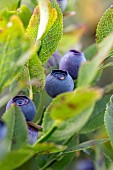 Bilberries (Vaccinium myrtillus), Haute-Tarentaise, Savoie, France