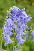 Bearded bellflower (Campanula barbata), Haute-Tarentaise, Savoie, France