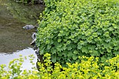 Ladys-mantle (Alchemilla mollis) growing by a pond, Chanousia Alpine Botanical Gardens, Savoie, France