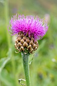 Giant Scabiosa (Rhaponticum scariosum subsp. scariosum), Haute-Tarentaise, Savoie, France