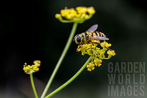 Batman_Hoverfly_Myathropa_florea_on_Wild_Parsnip_Pastinaca_sativa_flowers_Savoie_France