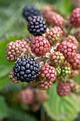 Wild Blackberry cluster of berries, Cotes-dArmor, France