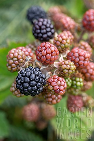 Wild_Blackberry_cluster_of_berries_CotesdArmor_France