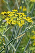 Wild Fennel (Foeniculum vulgare) flower head, Cotes-dArmor, France