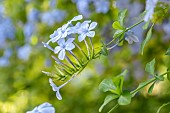 Cape leadwort (Plumbago auriculata) flowers