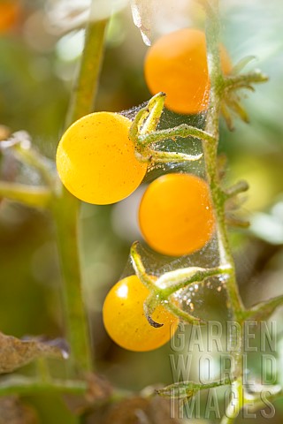 Spider_mites_Tetranychus_sp_webbing_on_Golden_Cherry_Tomato_Solanum_lycopersicum