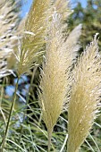Pampas grass (Cortaderia selloana) heads in summer, Bouches-du-Rhone, France