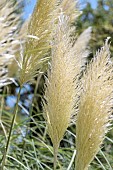 Pampas grass (Cortaderia selloana) heads in summer, Bouches-du-Rhone, France