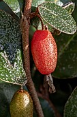 Elaeagnus (Elaeagnus x submacrophylla = Elaeagnus x ebbingei) fruit