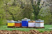 Beehives in spring, Doubs, France