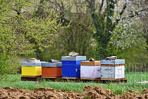 Beehives_in_spring_Doubs_France