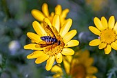 Bee flyl (Lomatia sabea) on a flower in spring, Countryside near Hyères, Var, France