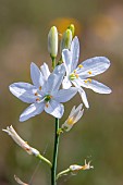 Saint Bernards Lily (Anthericum liliago), spring flowers, Paine des Maures near Les Mayons, Var, France