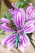 Spotted Sulphur (Emmelia trabealis) and Thick-legged Flower Beetle (Oedemera nobilis) foraging on a mallow flower in spring, Countryside near Hyères, Var, France