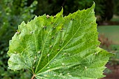 Grapevine phylloxera (Daktulosphaira vitifoliae) Oviposition on the top of a grapevine leaf in early summer, Vignoble du Toulois, Lorraine, France