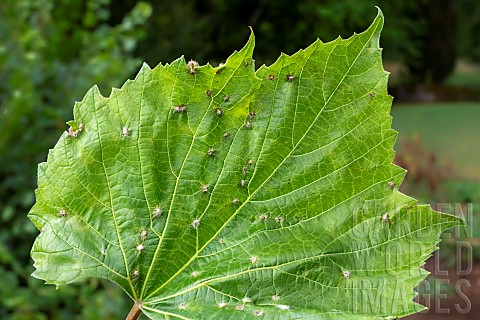 Grapevine_phylloxera_Daktulosphaira_vitifoliae_Oviposition_on_the_top_of_a_grapevine_leaf_in_early_s
