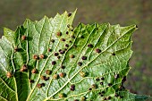 Grapevine phylloxera (Daktulosphaira vitifoliae) Presence of an oviposition developing on the underside of a grapevine leaf in early summer, Vignoble du Toulois, Lorraine, France