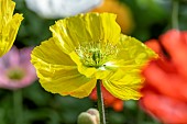 Iceland poppies (Papaver nudicaule)