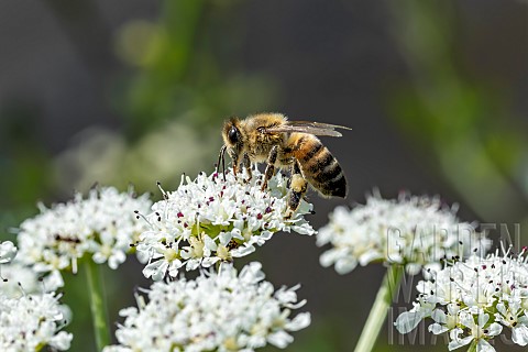 Honey_Bee_Apis_mellifera_foraging_on_Hemlock_water_dropwort_Oenanthe_crocata_flowers_LoireAtlantique
