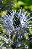 Alpine sea holly (Eryngium alpinum), Savoie, France