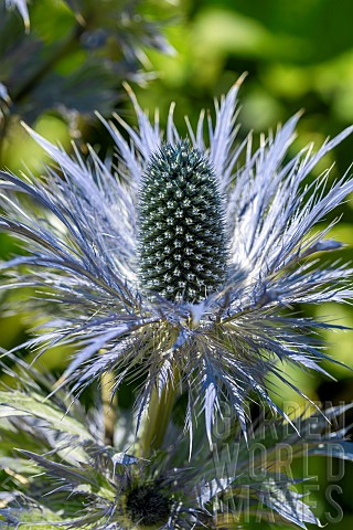 Alpine_sea_holly_Eryngium_alpinum_Savoie_France