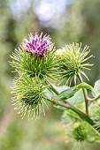 Great Burdock (Arctium lappa) flowers in summer, Savoie, France