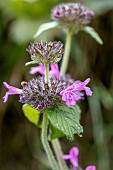 Wild Basil (Clinopodium Vulgare), Savoie, France