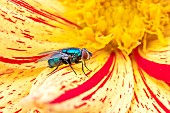 Green bottle fly (Lucilia sp.) female on Dahlia flower, Cotes-dArmor, France