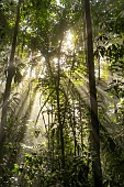 Sunbeams in the Amazon rainforest, Belizon, French Guiana.